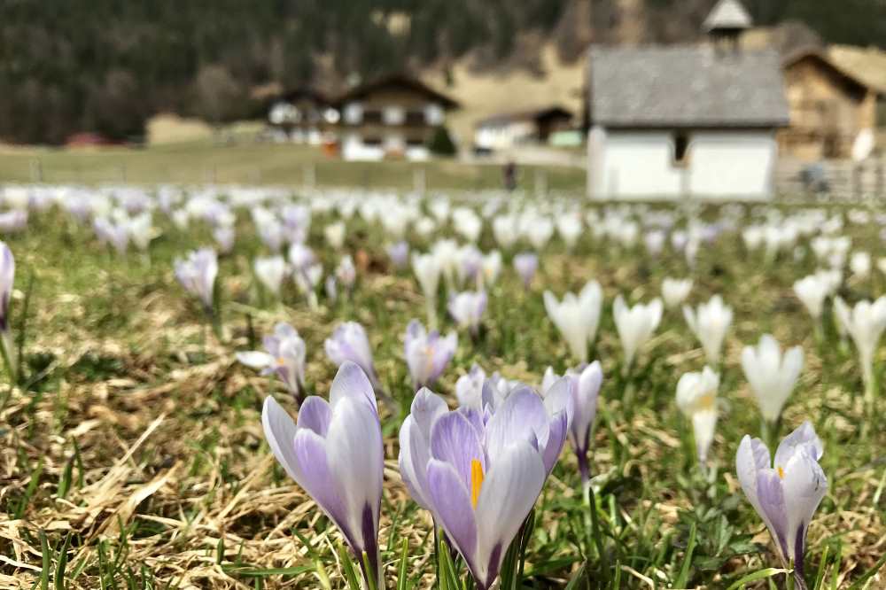 Karwendel Frühling - zur Krokusblüte im Karwendel