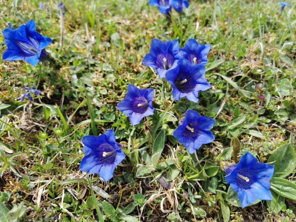 Im Karwendel wandern und den Enzian bewundern 