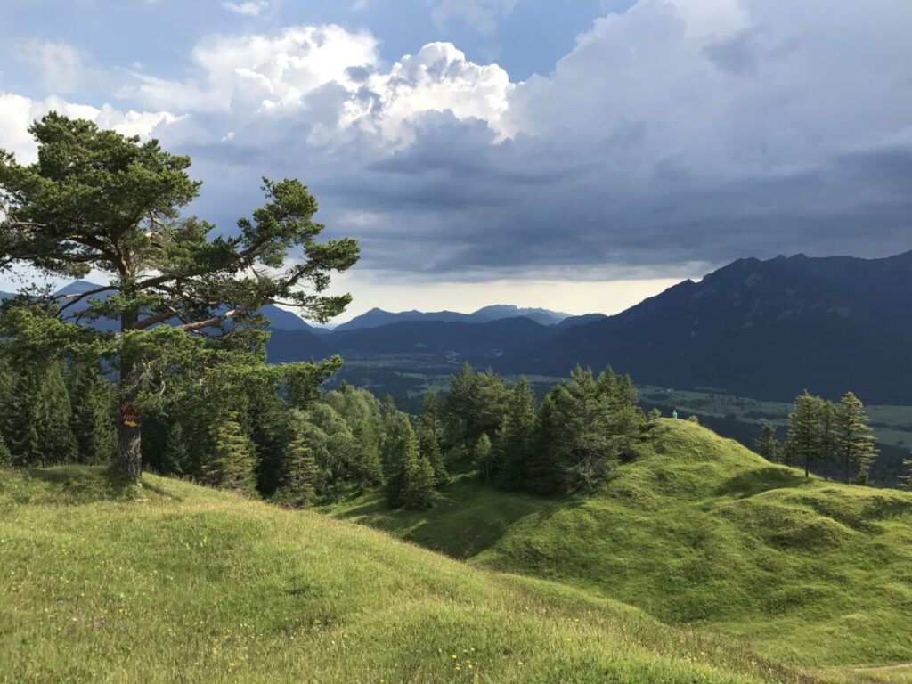 Buckelwiesen Mittenwald am Kranzberg