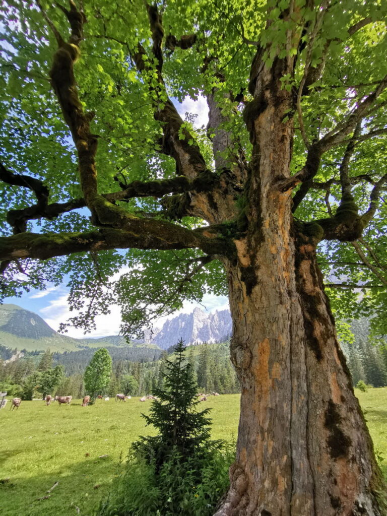 Kleiner Ahornboden - Juwel im Karwendelgebirge mit urigen alten Ahornbäumen